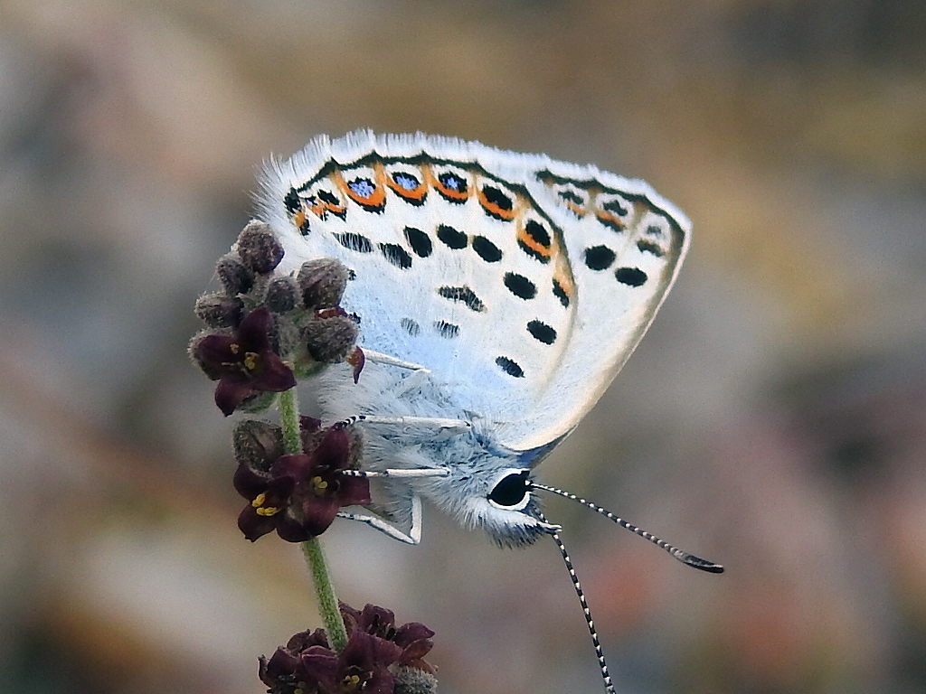 Plebejus